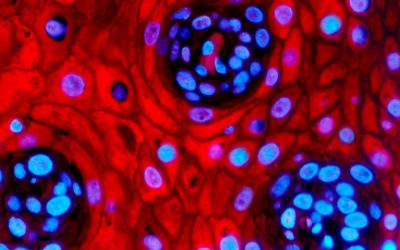 La Direcció General de Política Lingüística destaca Funds for Science como «app» de la semana