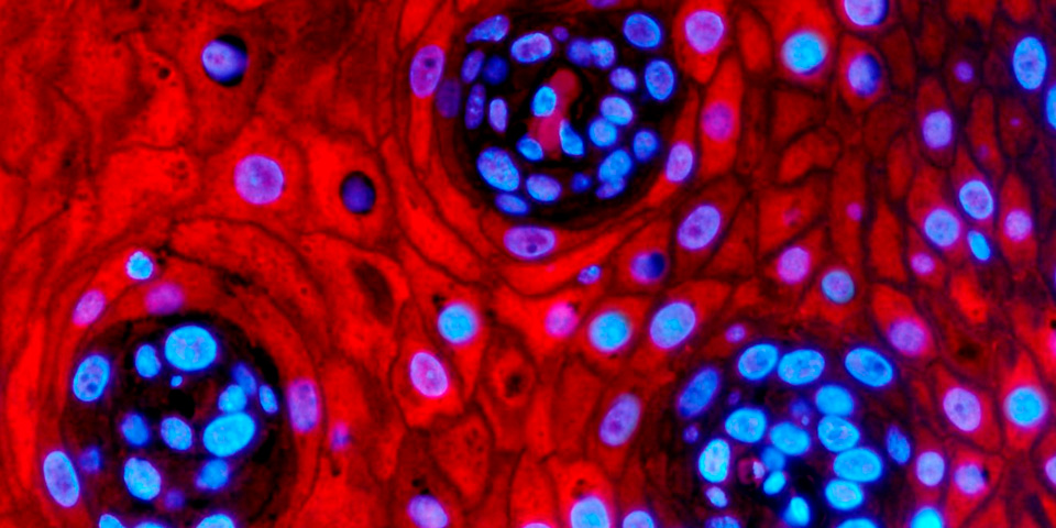 La Direcció General de Política Lingüística destaca Funds for Science como «app» de la semana