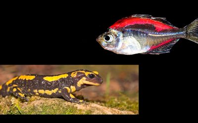 Encuentro con Brandon Ballengée, biólogo y artista, pionero de proyectos STEAM