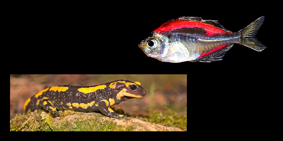 Trobada amb Brandon Ballengée, biòleg i artista, pioner de projectes STEAM