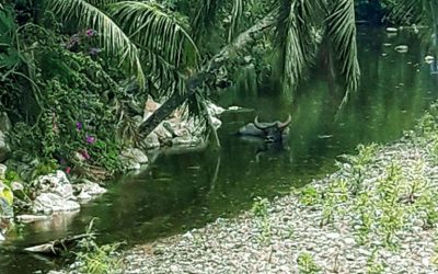 Nueva «Aventura científica» en Recerca en Acció: seguiendo los pasos de Magallanes a Guam