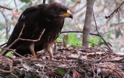 Recerca en Acció segueix la reproducció dels rapinyaires de la Serralada Litoral