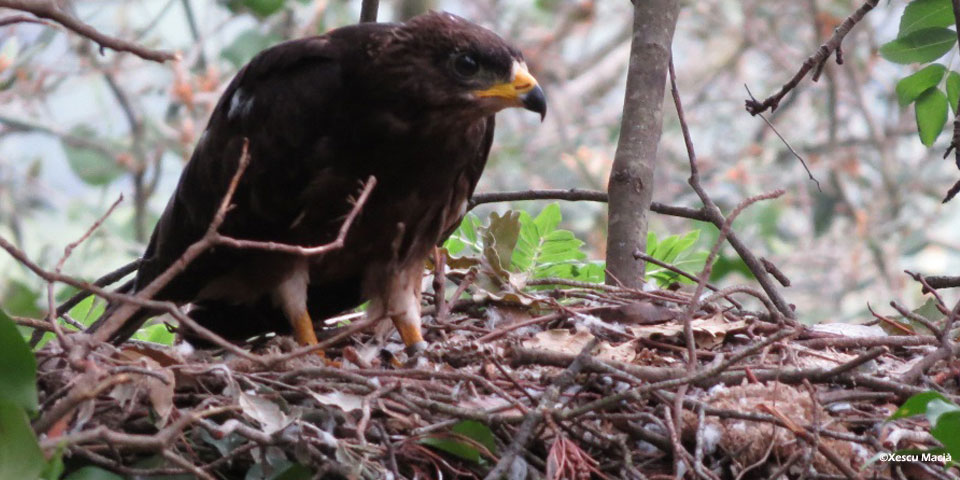Recerca en Acció segueix la reproducció dels rapinyaires de la Serralada Litoral