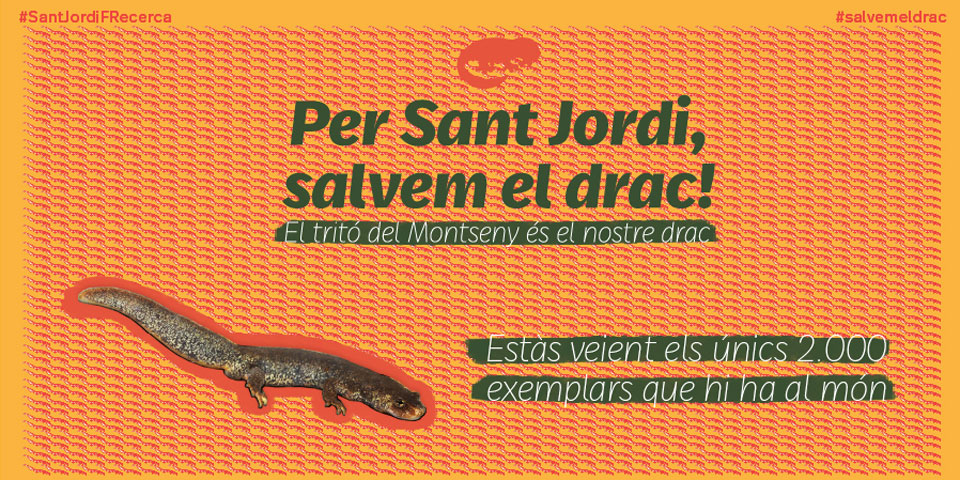 L’FCRi dedica Sant Jordi al tritó del Montseny, el nostre drac