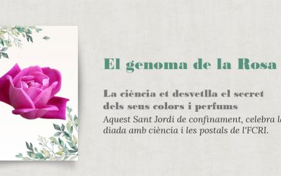 Sant Jordi 2020: l’FCRI et porta el genoma de la rosa