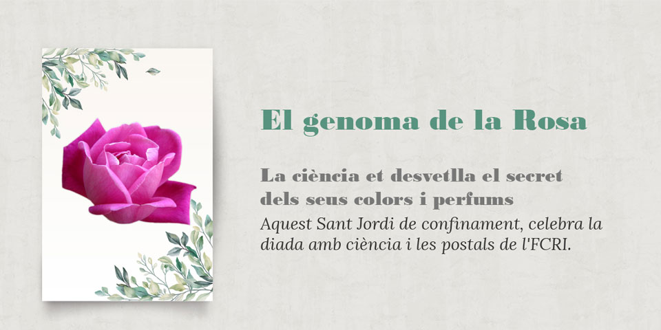 Sant Jordi 2020: l’FCRI et porta el genoma de la rosa